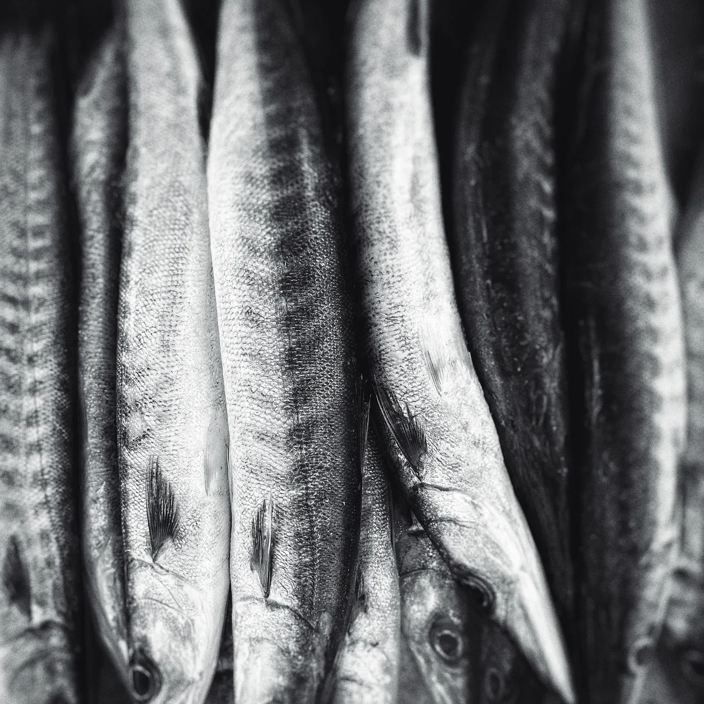 Barracuda Steaks (Sheela) - 500 g