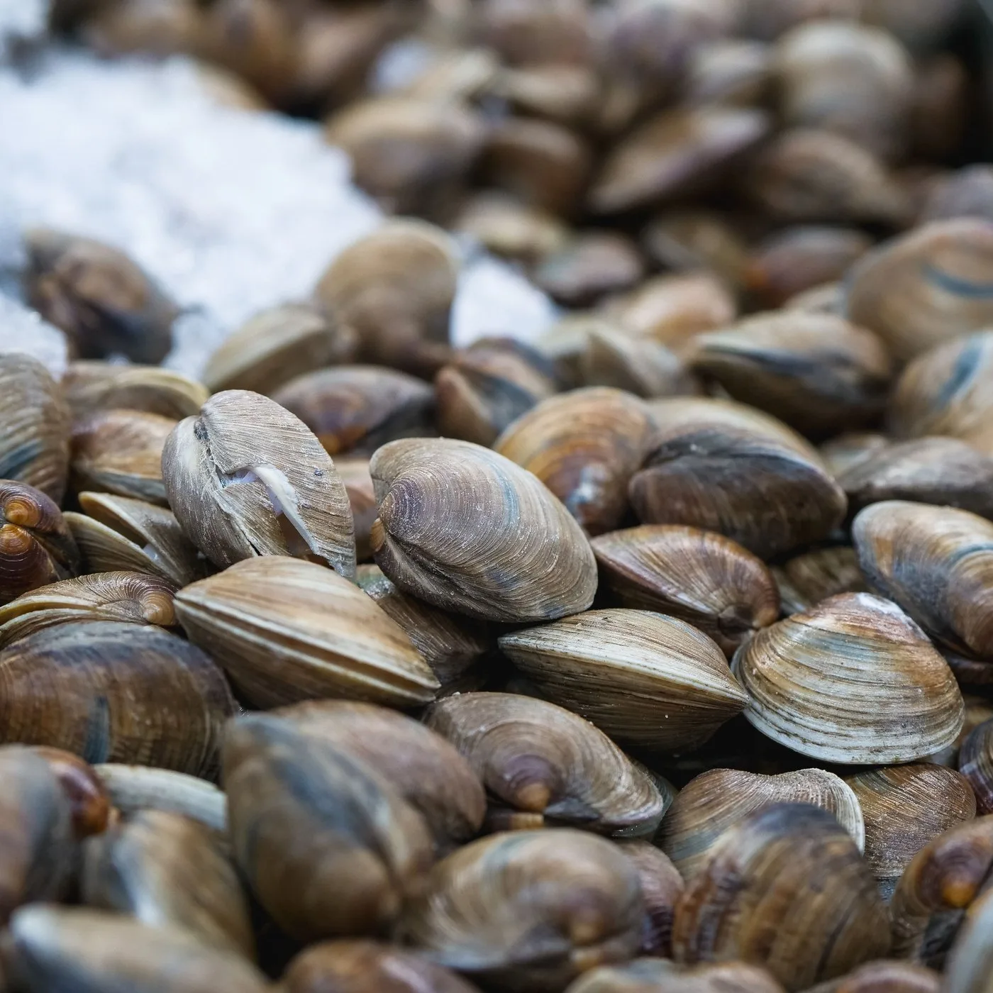 Clams (Kakka) - 500 g