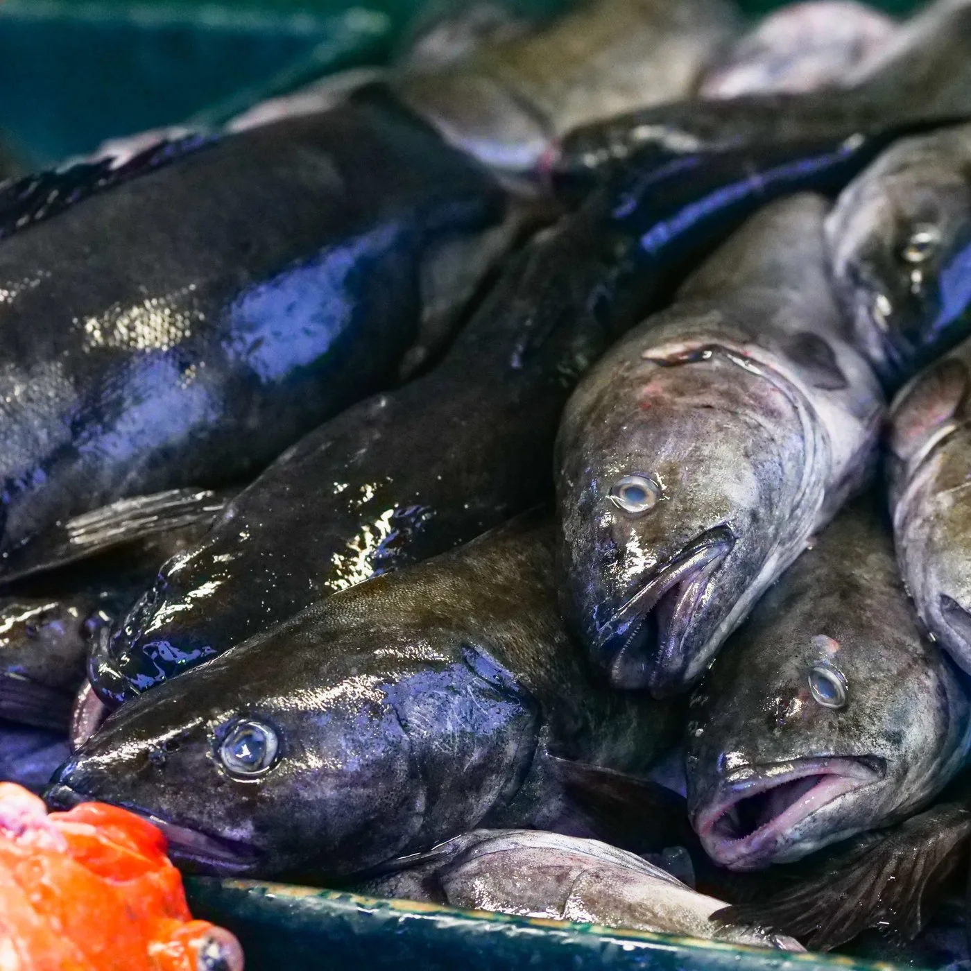 Cod Fillet (Imported) - 400 g