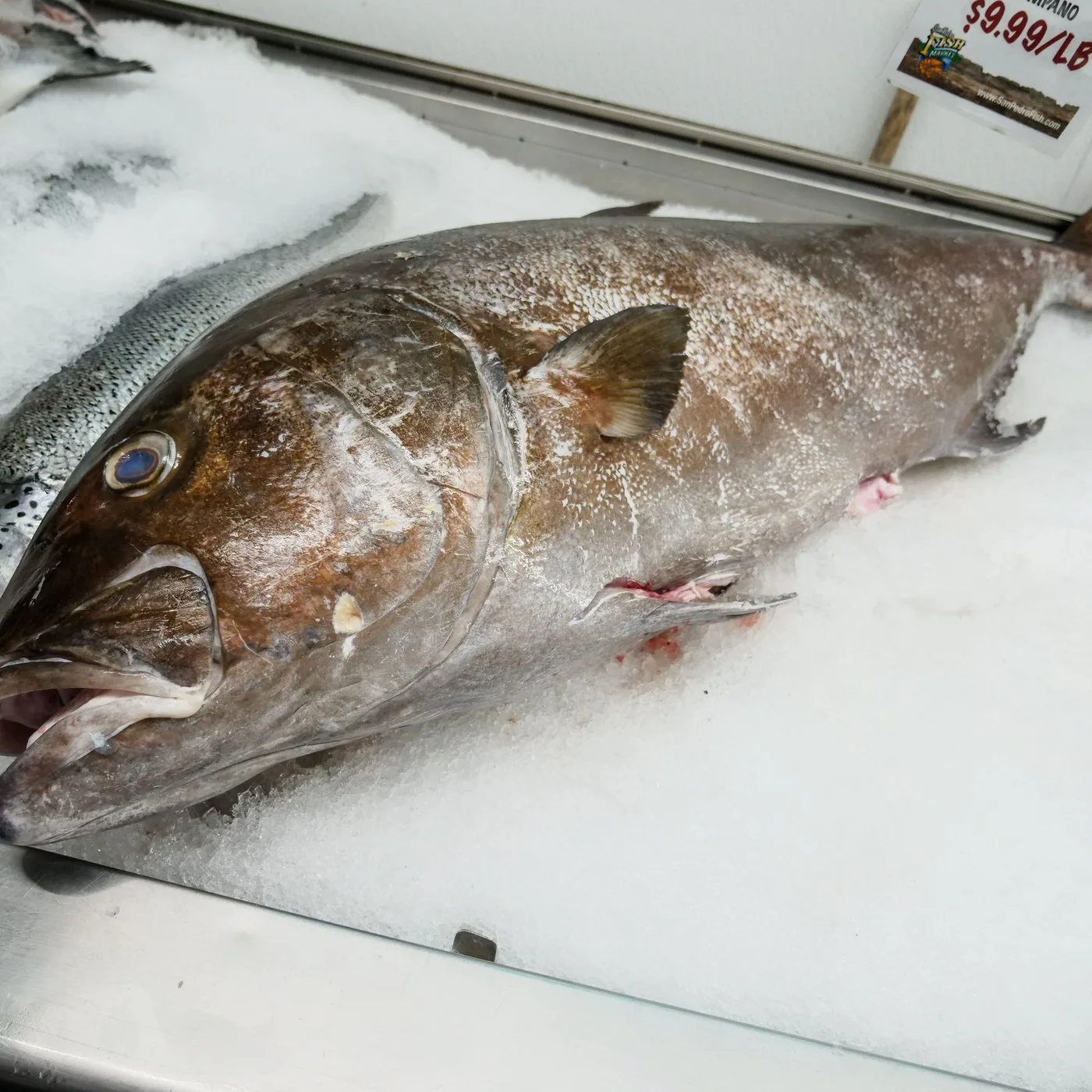 Lady Fish (Kane) - 500 g
