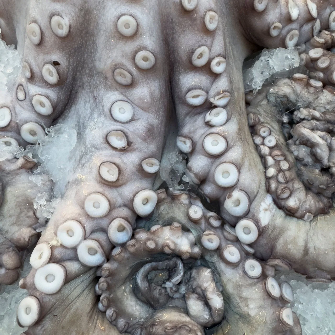 Baby Octopus (Cleaned) - 500 g