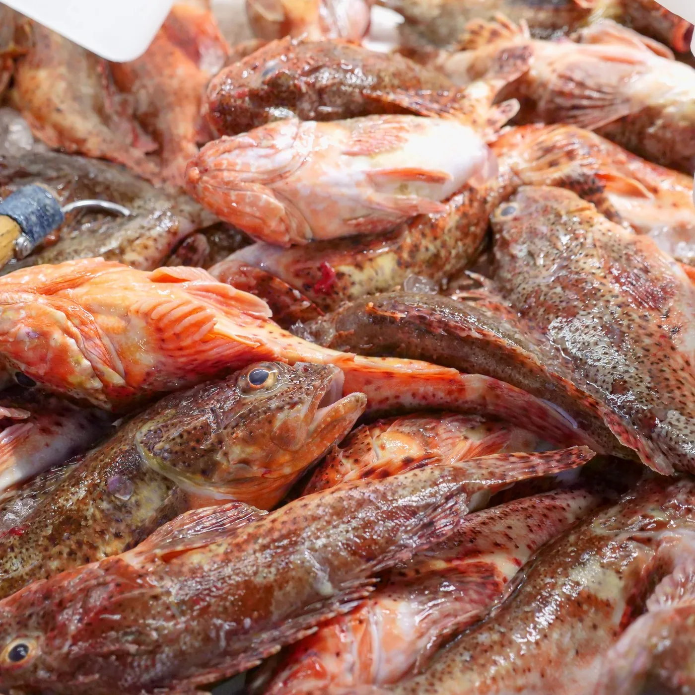 Red Snapper Whole - 700 g